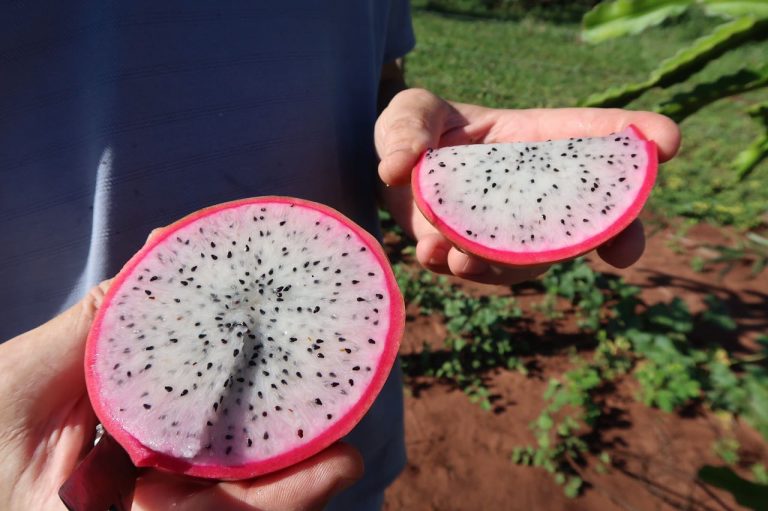 Senar Ms Produtores Realizam Encontro Sobre A Produ O De Pitaya